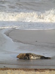 SX11268 Adult Grey or atlantic seal (Halichoerus grypsus) on beach.jpg